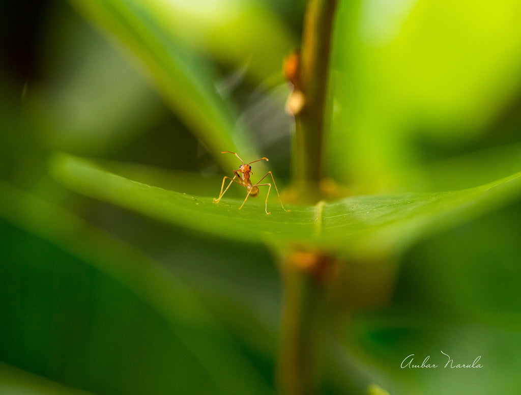 A macro photo of an ant perched on a green leaf, with its hands to it's mouth, seemingly calling out to the world. A beautifully human expression captured forever. Prints available.