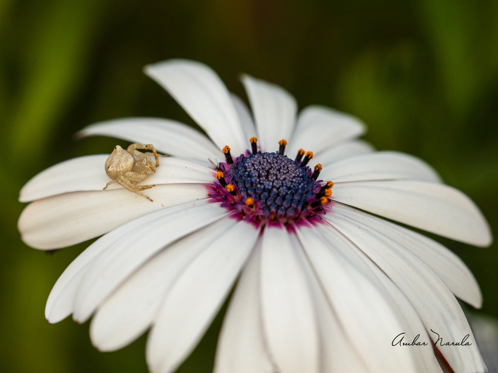 A Pink Crab Spider sits patiently on a white Trailing African Daisy. He's not posing! He's waiting to ambush the next insect that comes visiting the beautiful Osteospermum (a.k.a Daisy).