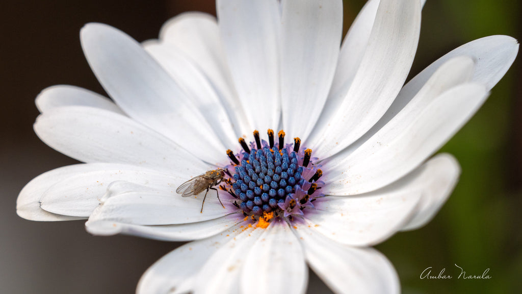 A little bee sits on a beautiful white Trailing African Daisy, regaining its energy after a long bout of nectar hunting.