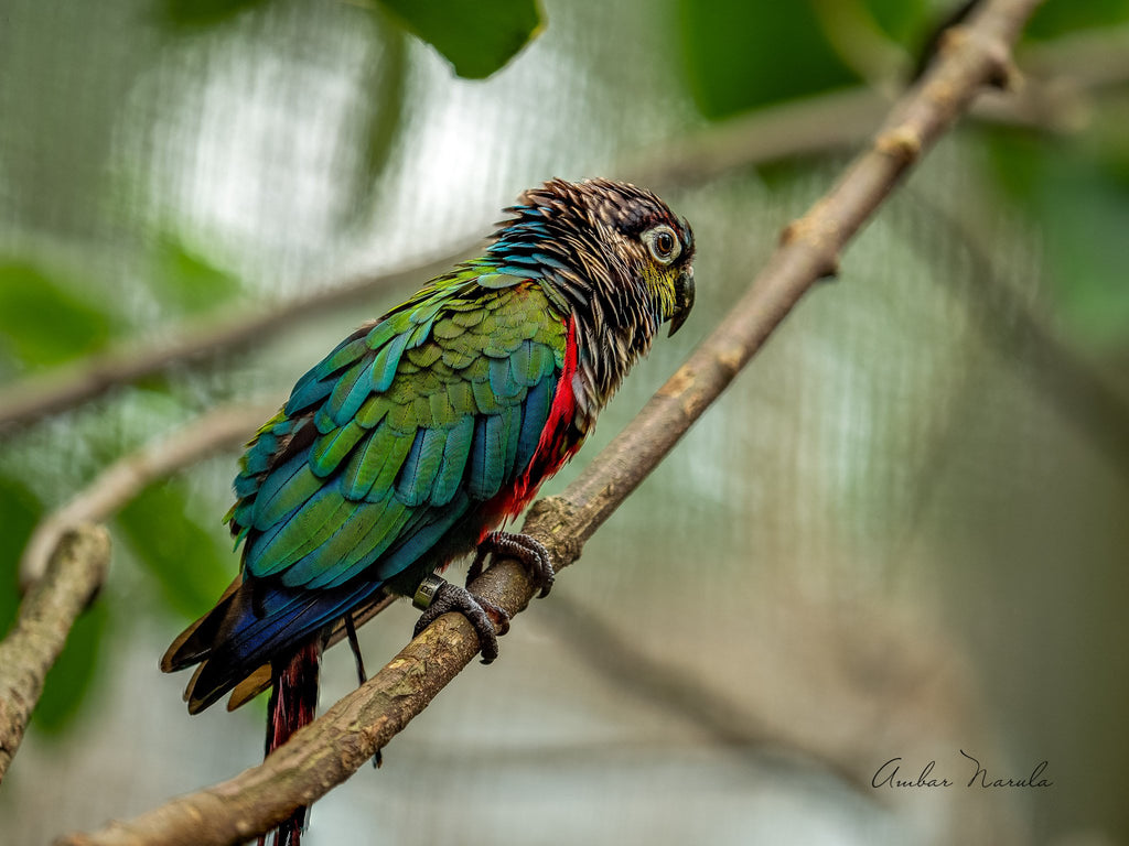 African Parrot