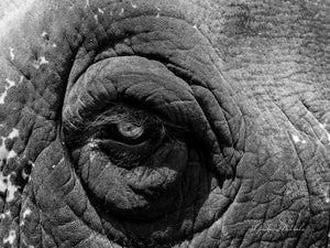 A black and white close up photo of a female elephant. The head has distinctive skin patterns, but what strikes you is the look in the eye. Prints available.