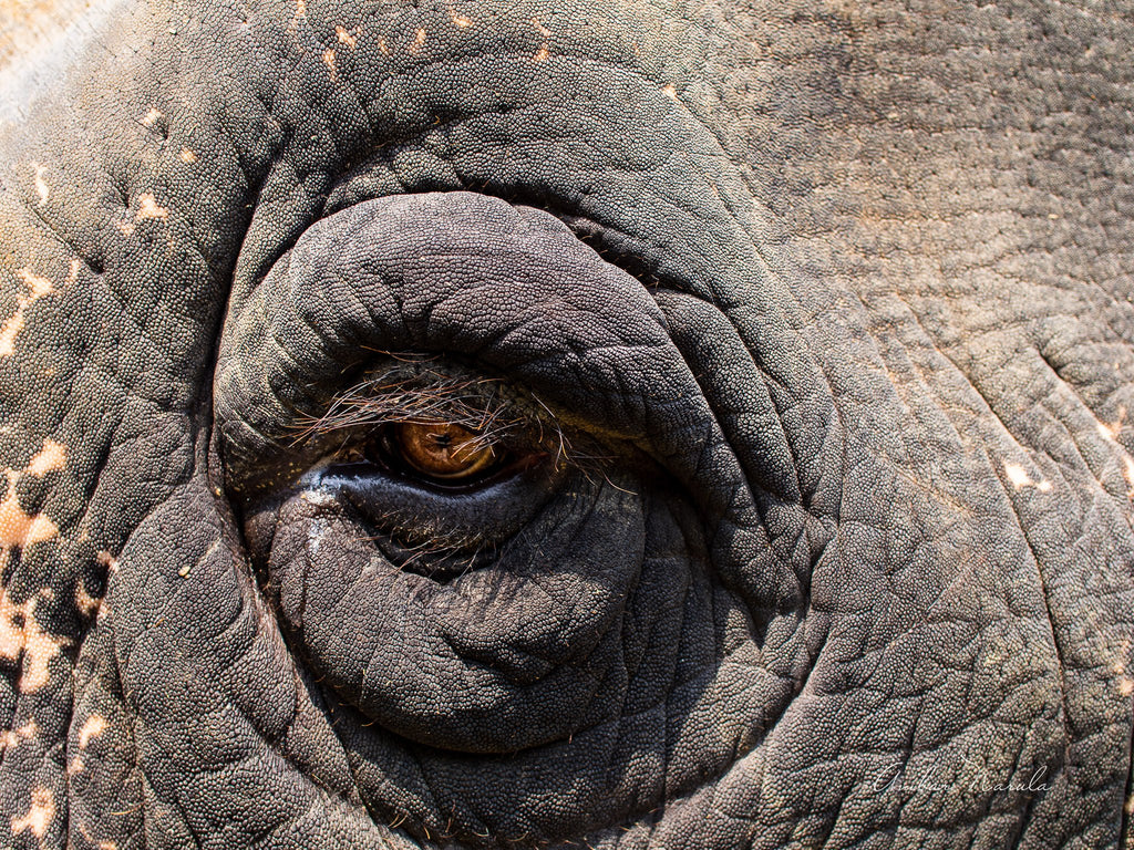 A close up photo of a female elephant's face. The head has distinctive skin patterns, but what strikes you is the look in the eye. Prints available.