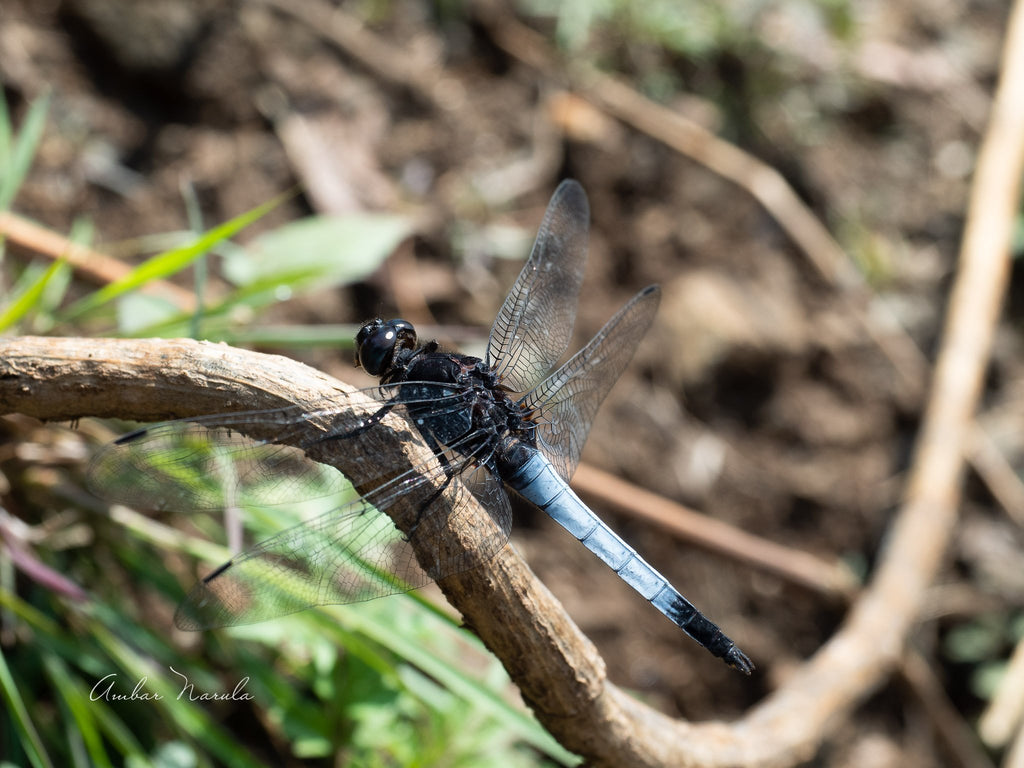 Another Orthetrum