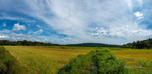 A postcard quality panoramic landscape shot heroing rice fields, blue sky and breathtaking clouds. Prints available!!