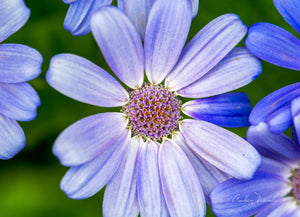 A close up photo of a Blue Aster flower blowing in the breeze, at the onset of Spring. Prints available.