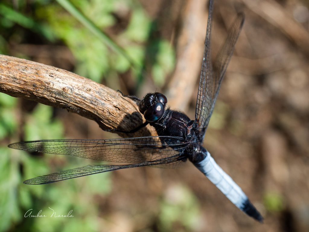 People mistake dragonflies to be lazy. The fact is, they eat a lot in the cooler parts of the day, and then sit on a sunny branch, doing a long soak of the sun - to help digest the greens and to recharge the wings. This specific dragonfly is a Blue Tailed Forest Hawk.