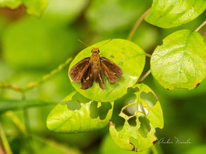 A beautifully composed photo of one of the most humble butterflies out there. Prints available!