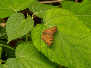 A moth called a pansy! Add to the confusion by calling it chocolate! These Lepidopterologists (botanists who study the entomology specifically of moths) seem to have developed a sense of humor! Jokes aside, this chocolate moth was one busy-body. No time to pose, no time to fly with mates, just one flower after another. Till an unruly bunch of butterflies ganged up on her, and she landed on this leaf in a huff.