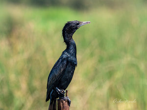 Contemplative Cormorant