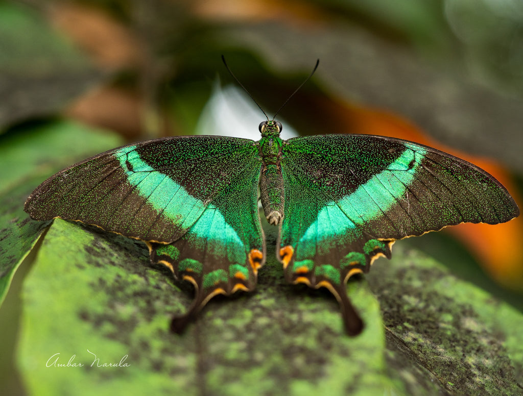 A remarkably detailed photo of the Paris Peacock Swallowtail butterfly sprawled across a leaf. This bright green butterfly is native to the Indian sub-continent and also found in parts of South Asia. This could be the most beautiful print you have on the wall. Order now!