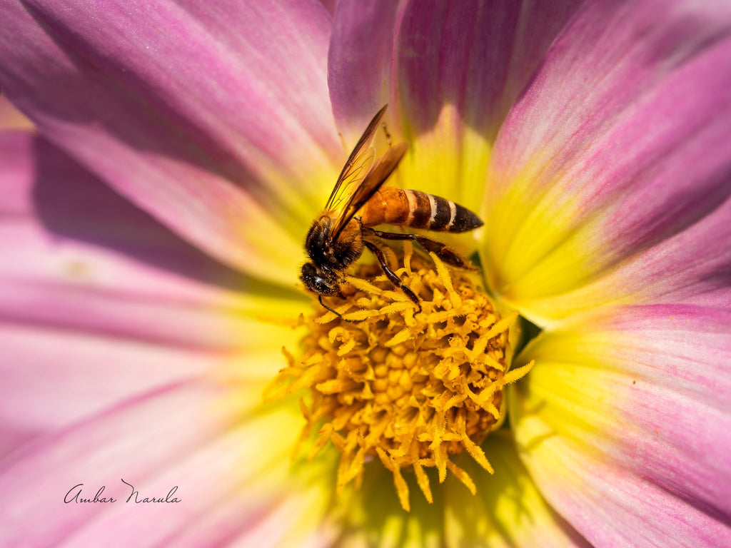 A beautiful photo of a Giant Honey Bee on a lurid pink flower, on a nice sunny day. The bee is busy collecting nectar, while the flower has already deposited pollen on the bee, for delivery to the next flower. Prints available!