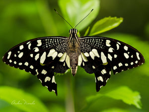Full Stretch Lime Swallowtail
