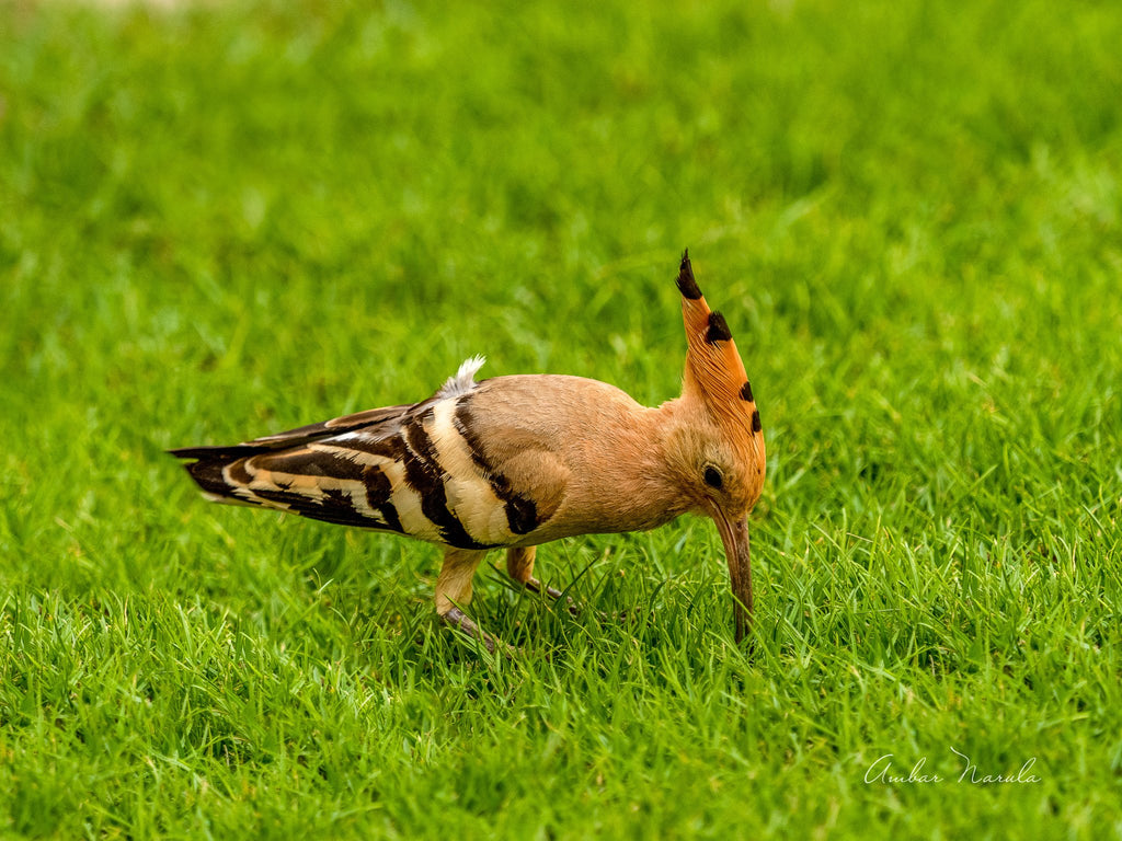 Photo of a full-grown female Common Hoopoe digging for worms in the grass.