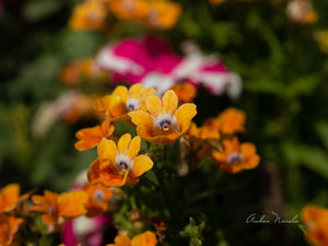 A poignant photo of unnamed orange flowers growing in a bed of purple pansies. 