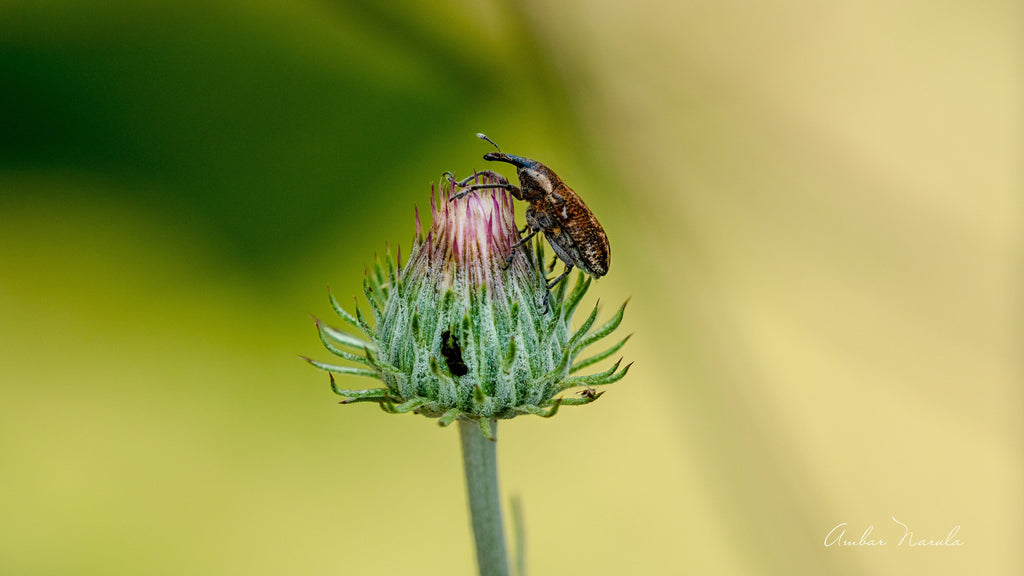 Insecta Coleoptera Curculionidae Lixus Iridis