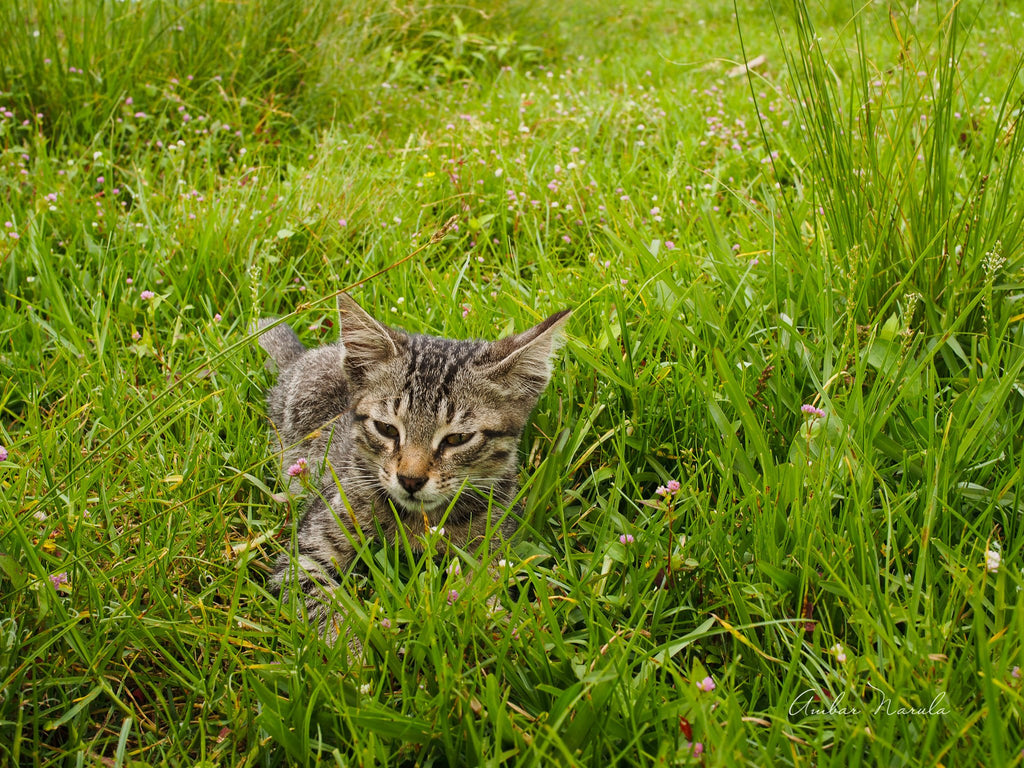 Kitten Cub
