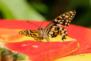 Lime Swallowtail