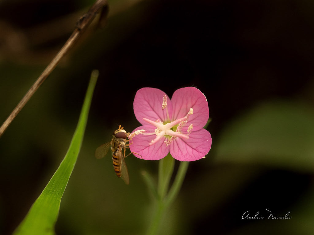 Marmalade Hover Fly