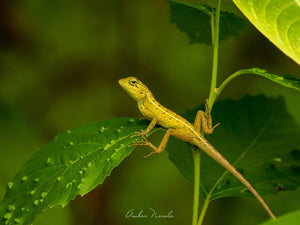 A photo of a Changeable Lizard (Calotes Versicolor), also called a Oriental Garden Lizard sitting on a bush.