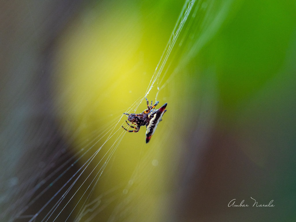 Mending The Net