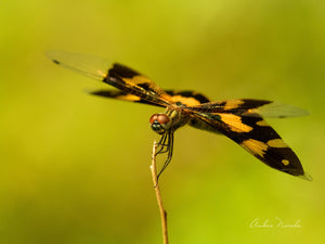 A lovely photo of a Yellow Striped Flutterer dragonfly sunning itself on a plant stalk. Prints available!