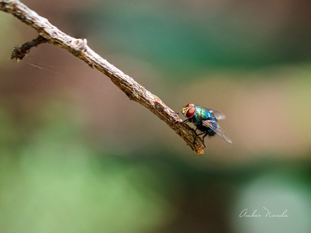 An Oriental Latrine Fly resting on a dry branch.