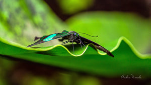 A remarkably detailed photo of the Paris Peacock Swallowtail butterfly sprawled on a green wavy leaf, staring directly at the camera.This could be the most beautiful print you have on the wall. Order now!