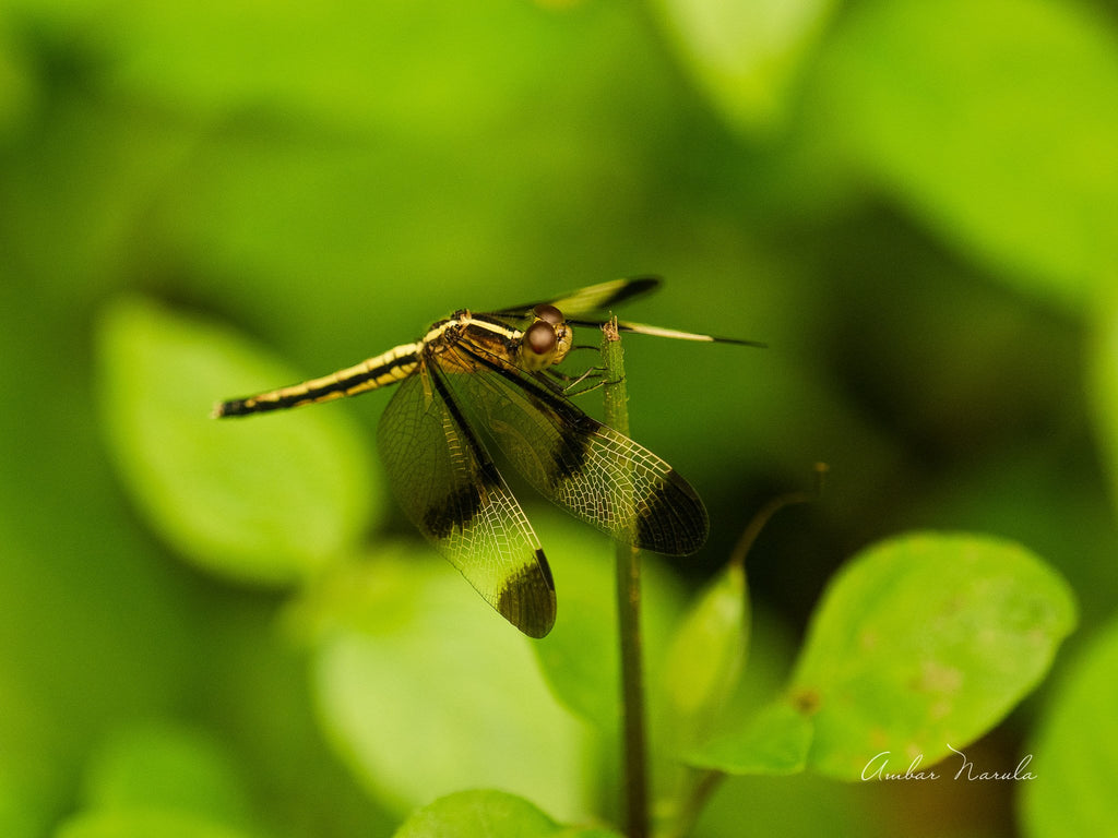 Pied Paddy Skimmer