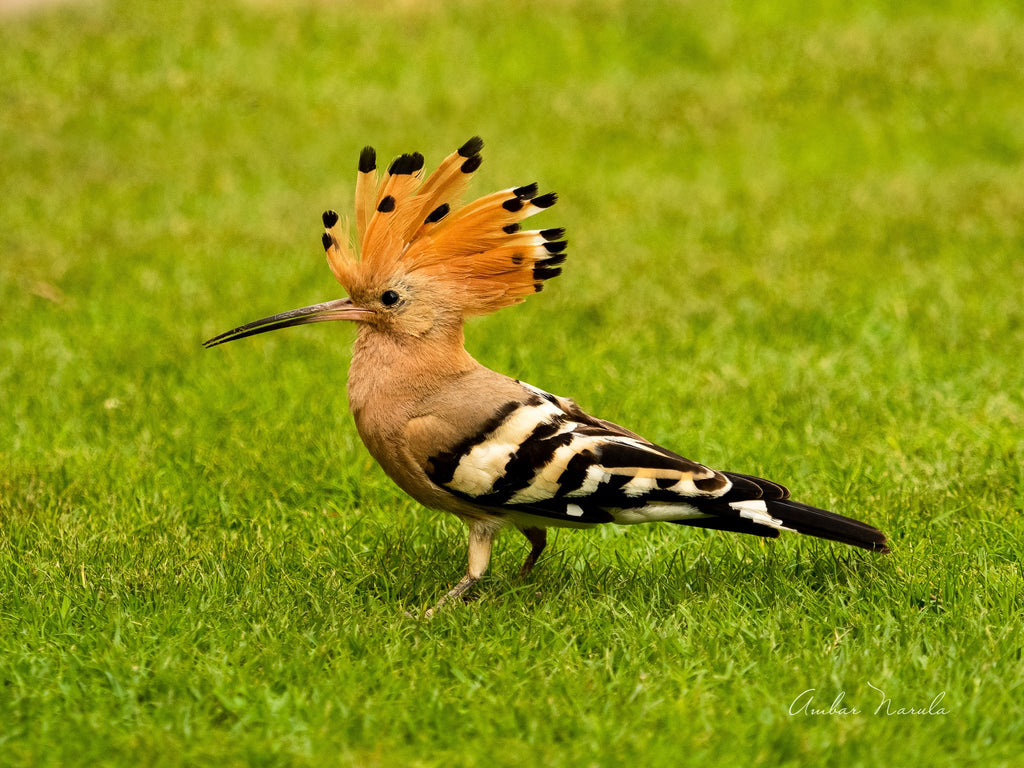 Meet a baby Common Hoopoe learning to control the feathers in his crown. 