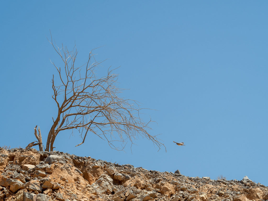 A poignant photo that shows a bird coming in to land on a dried up tree, to get some rest before it continues its long journey home under the burning afternoon sun. Prints available.