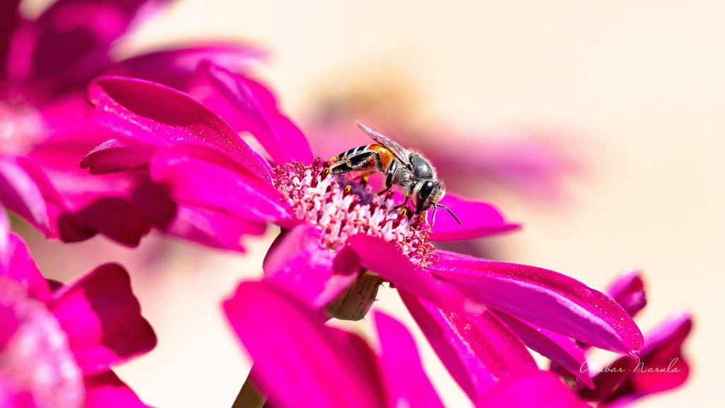 A spring-day photo of a Red Dwarf Honey Bee on a Pink Daisy. Did you know, Pink Daisies are symbolic of feminine energy! Prints available!
