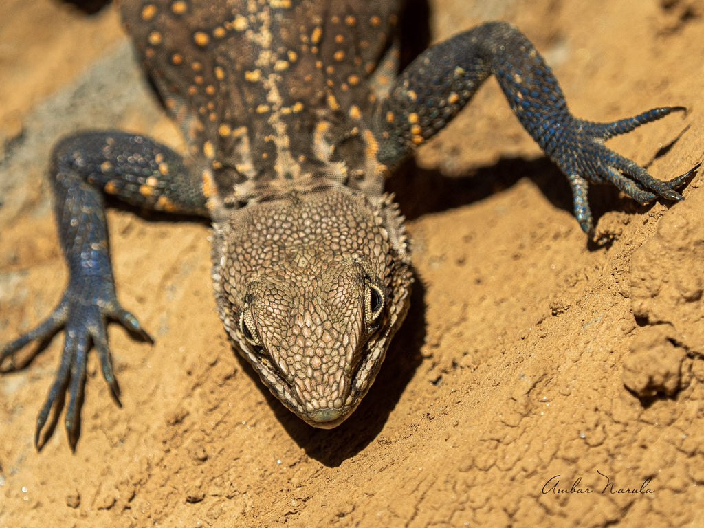 Reptile Push-ups