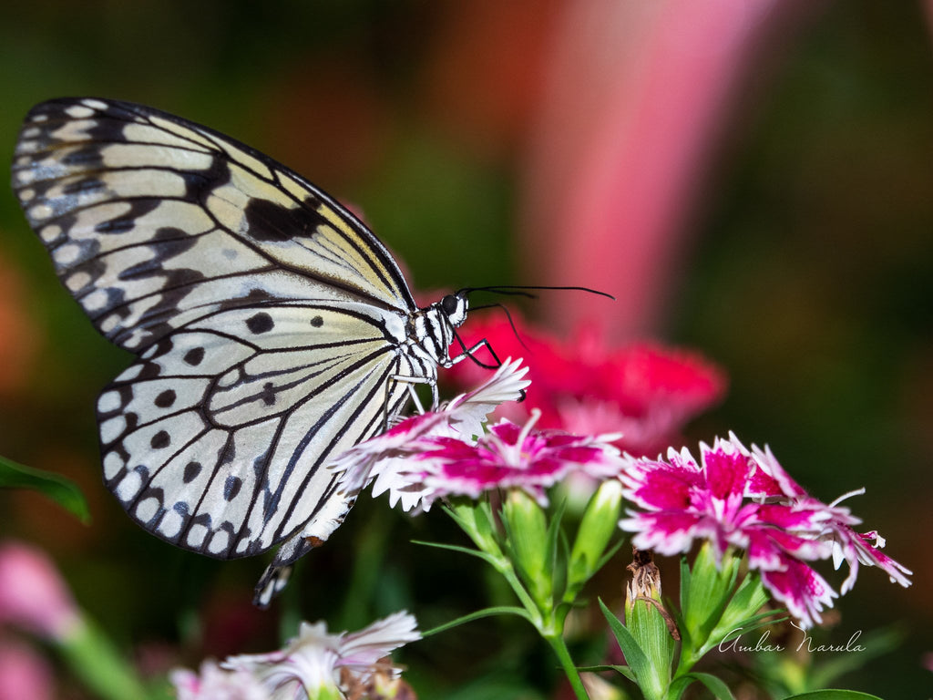 Rice Paper Butterfly