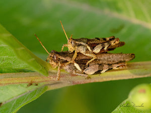 Rufous Legged Grasshoppers