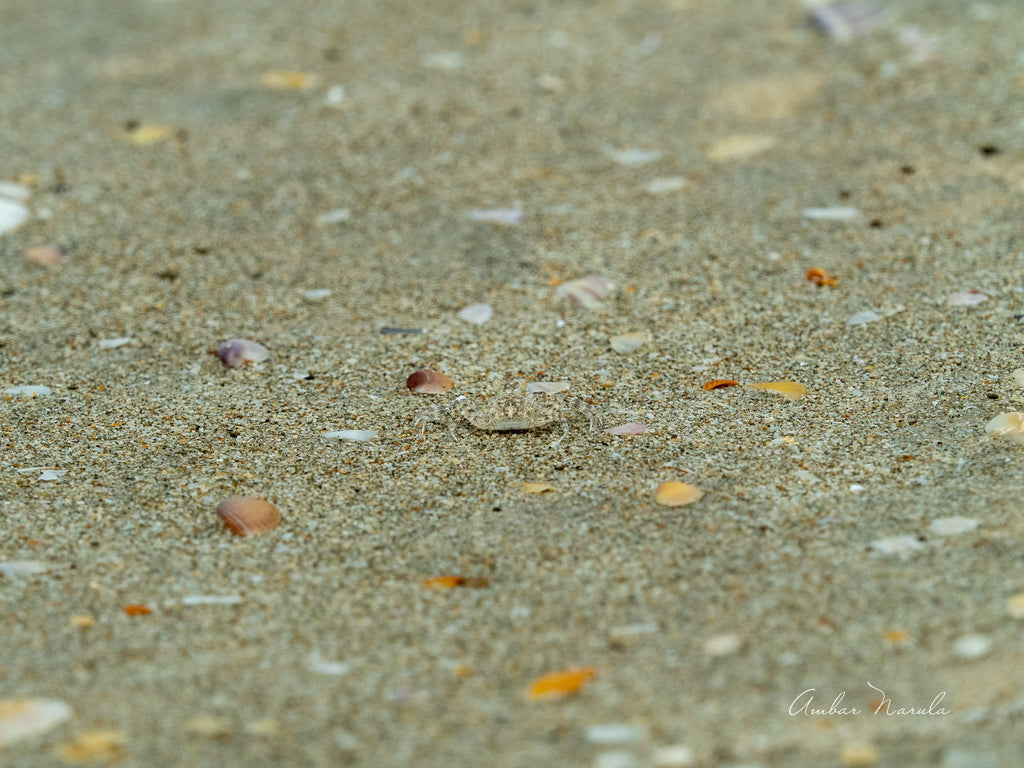 A unique photo of a sand crab at the mouth of its burrow in the sand.  A perfect camouflage makes sand crabs hard to spot - so this photo's definitely a keeper!