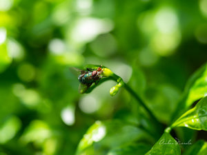 An Oriental Latrine Fly resting on a leaf bud
