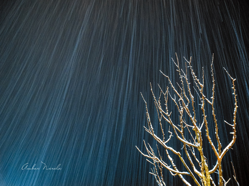 A picture postcard quality shot of a bare tree standing tall against the backdrop of falling snow. Prints available.