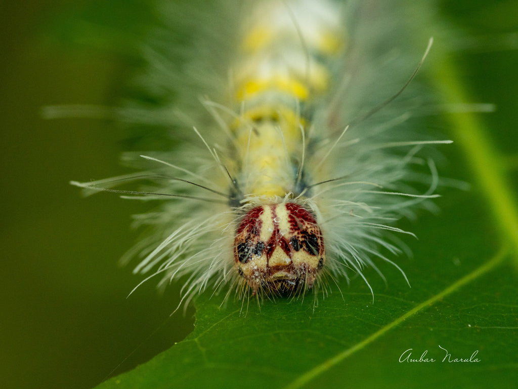 A pretty photo of the Rose Myrtle Lappet Moth Caterpillar, on a green leaf, looking rather unhappy with the rain.