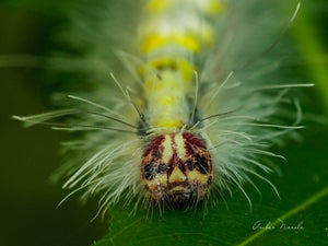 A pretty photo of the Rose Myrtle Lappet Moth Caterpillar, on a green leaf, looking rather unhappy with the rain.