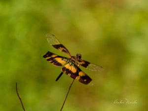 A lovely photo of a Yellow Striped Flutterer dragonfly sunning itself on a plant stalk. Prints available!