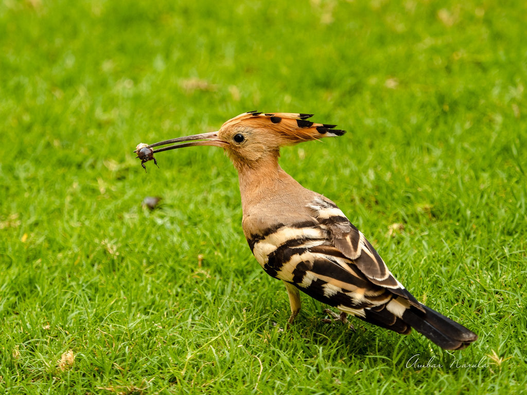 This is a baby Common Hoopoe (belonging to the Woodpecker family) learning to hunt for its food. In this well-timed photo, the Hoopoe is holding a bug in it beak, having fished out from within the grass. 