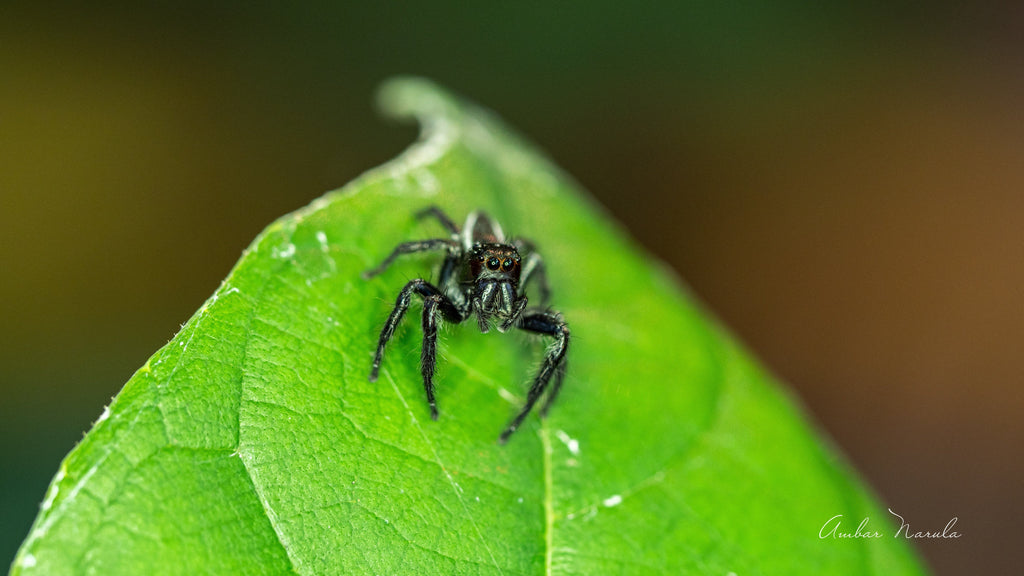 Sylvana Jumping Spider
