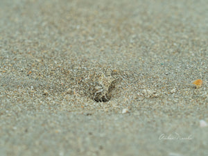 A unique photo of a sand crab at the mouth of its burrow in the sand.  A perfect camouflage makes sand crabs hard to spot - so this photo's definitely a keeper!