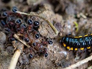 A photo showing ants eating the remains of an earthworm, while another looks on.