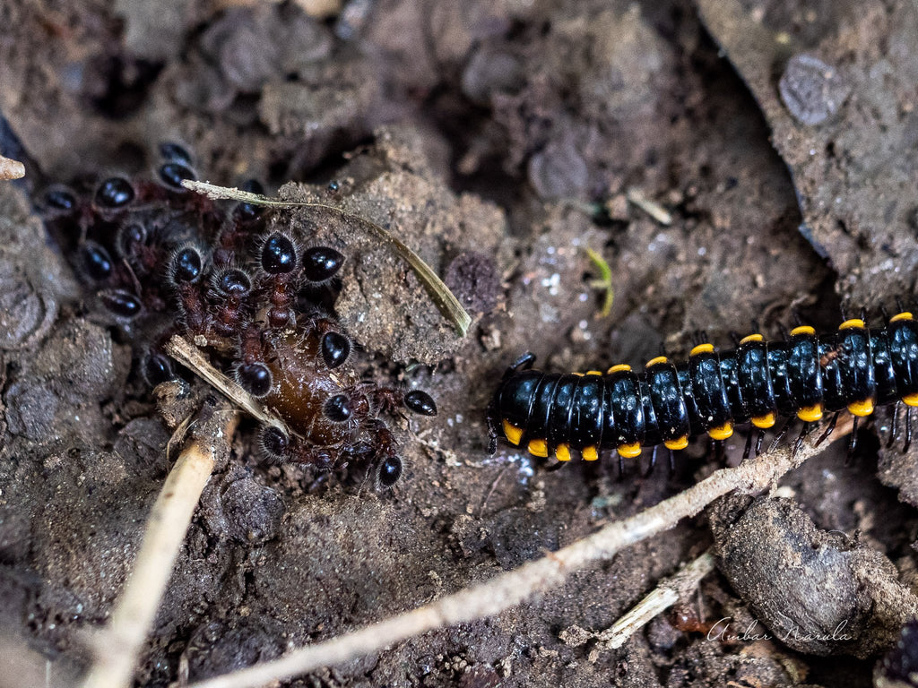 A photo showing ants eating the remains of an earthworm, while another looks on.