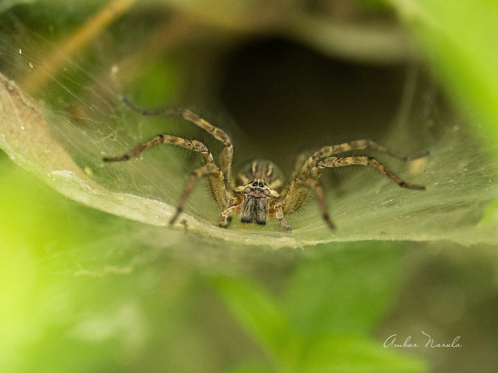 Tunnel Spider