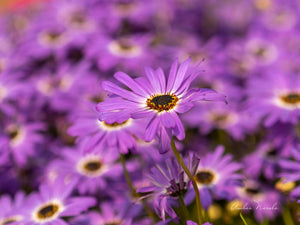 A beautiful photo of a bed of purple daisy flowers, on a spring morning. One flower stands proudly above the others in the flower bed, almost playing the role of a Union Leader! Prints available!!