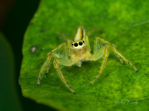 A beautifully well lit macro photo of a jumping spider perched on a leaf, curiously looking directly into the camera.