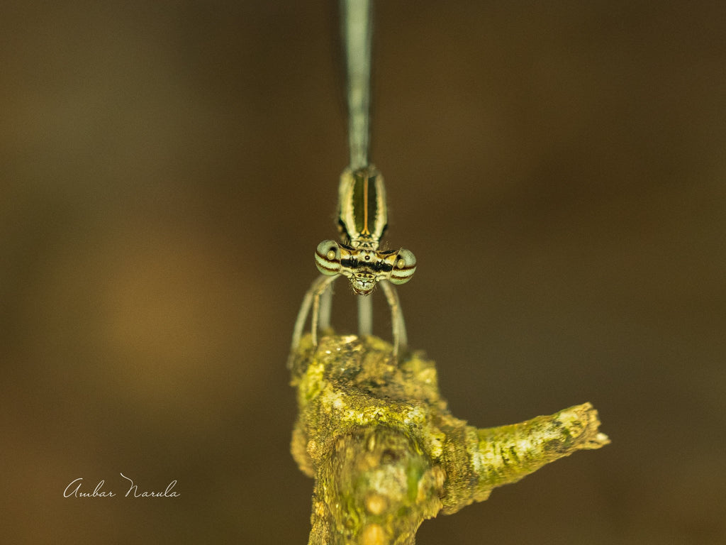 A close up shot of a Golden Damselfly sitting on a branch staring directly at the camera. It's compound eyes glistening and tail twitching in aggression.