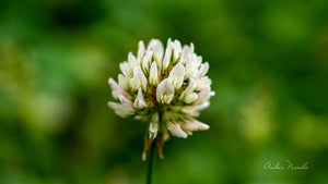 White Clover (a.k.a Trifolium Repens)